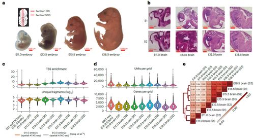新型空間多組學技術解密小鼠腦發育的時空譜系
